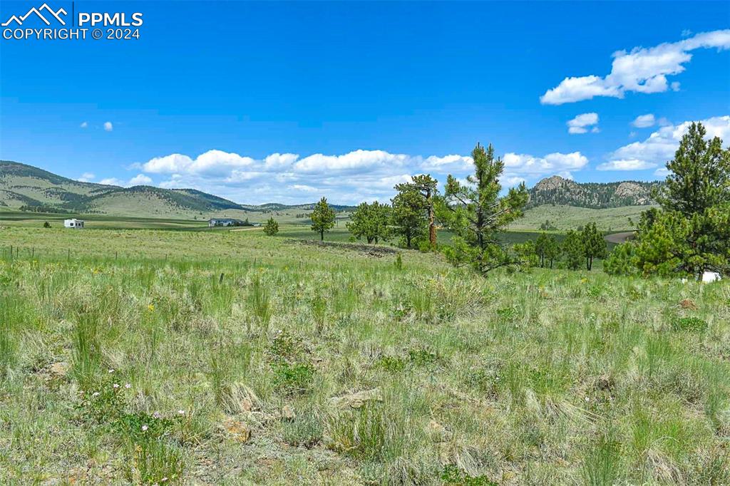 56 View Lane Guffey, CO 80820 - Photo 21 of 38 a view of a green yard with large trees