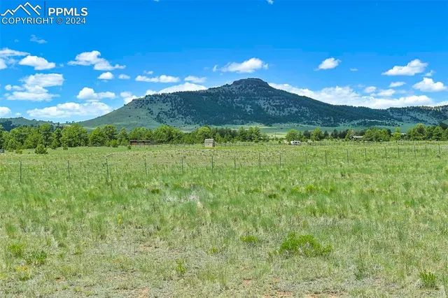a view of a big yard with a large tree
