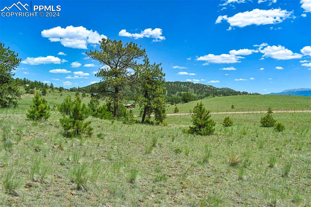 56 View Lane Guffey, CO 80820 - Photo 5 of 38 a view of a bunch of flowers in bunch