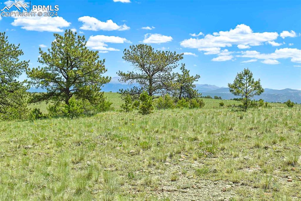 56 View Lane Guffey, CO 80820 - Photo 6 of 38 a view of a bunch of trees in the background