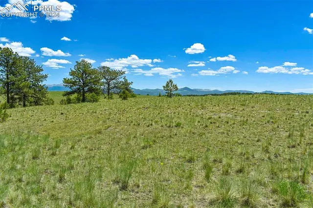a view of a yard with an tree