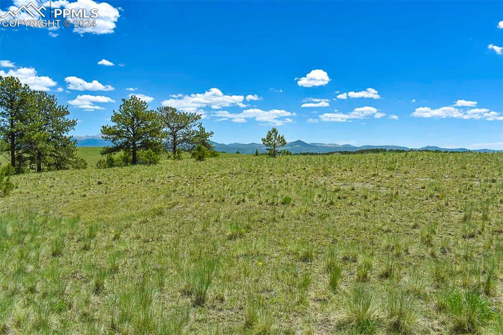 56 View Lane Guffey, CO 80820 - Photo 9 of 38 a view of a yard with an tree