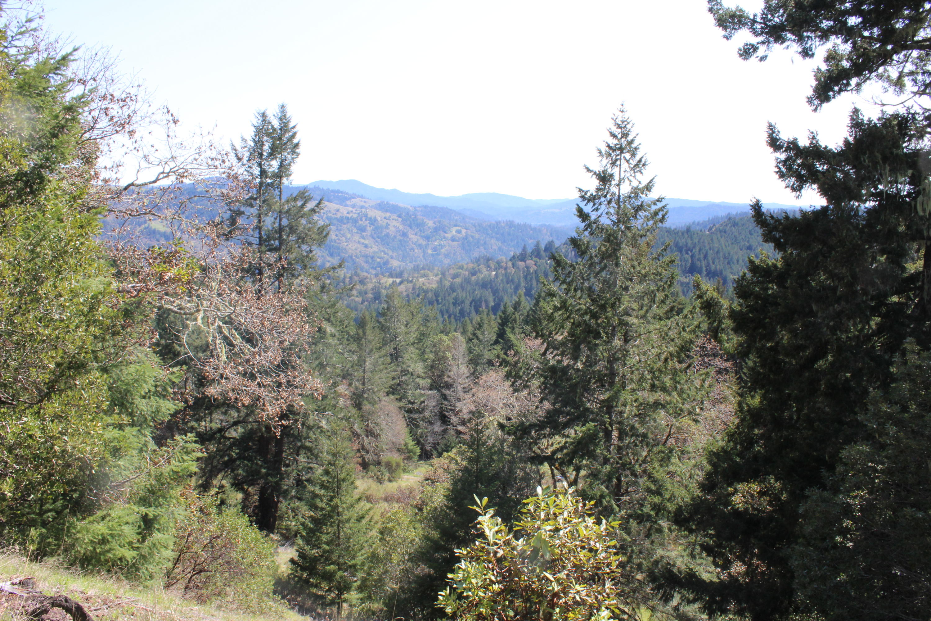 5050 Wood Ranch Road Garberville, CA 95542 - Photo 18 of 22 2020_04_03_1395