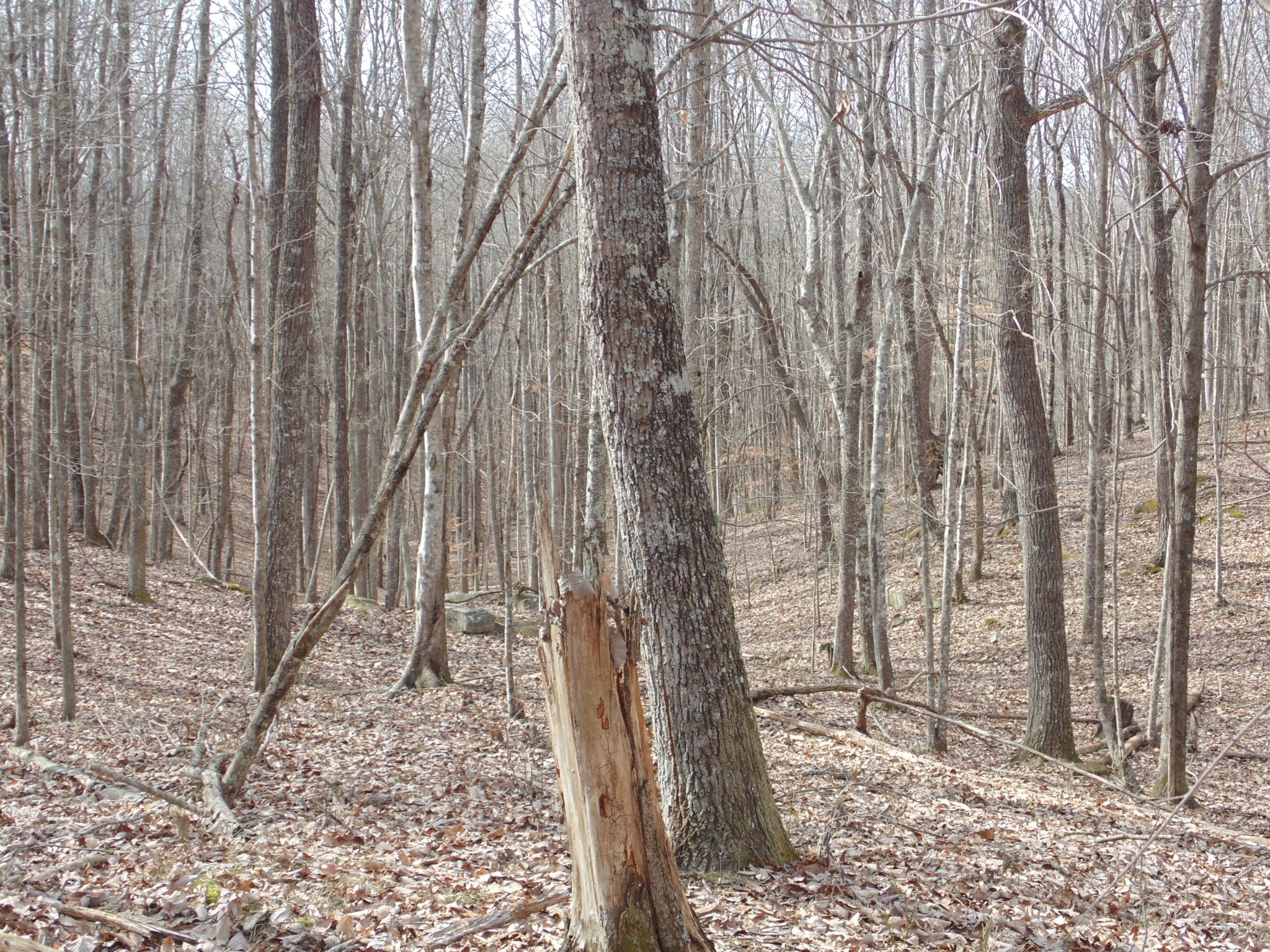 0 Nancy Wynn Road Sewanee, TN 37375 - Photo 11 of 16 Gallery Image 11