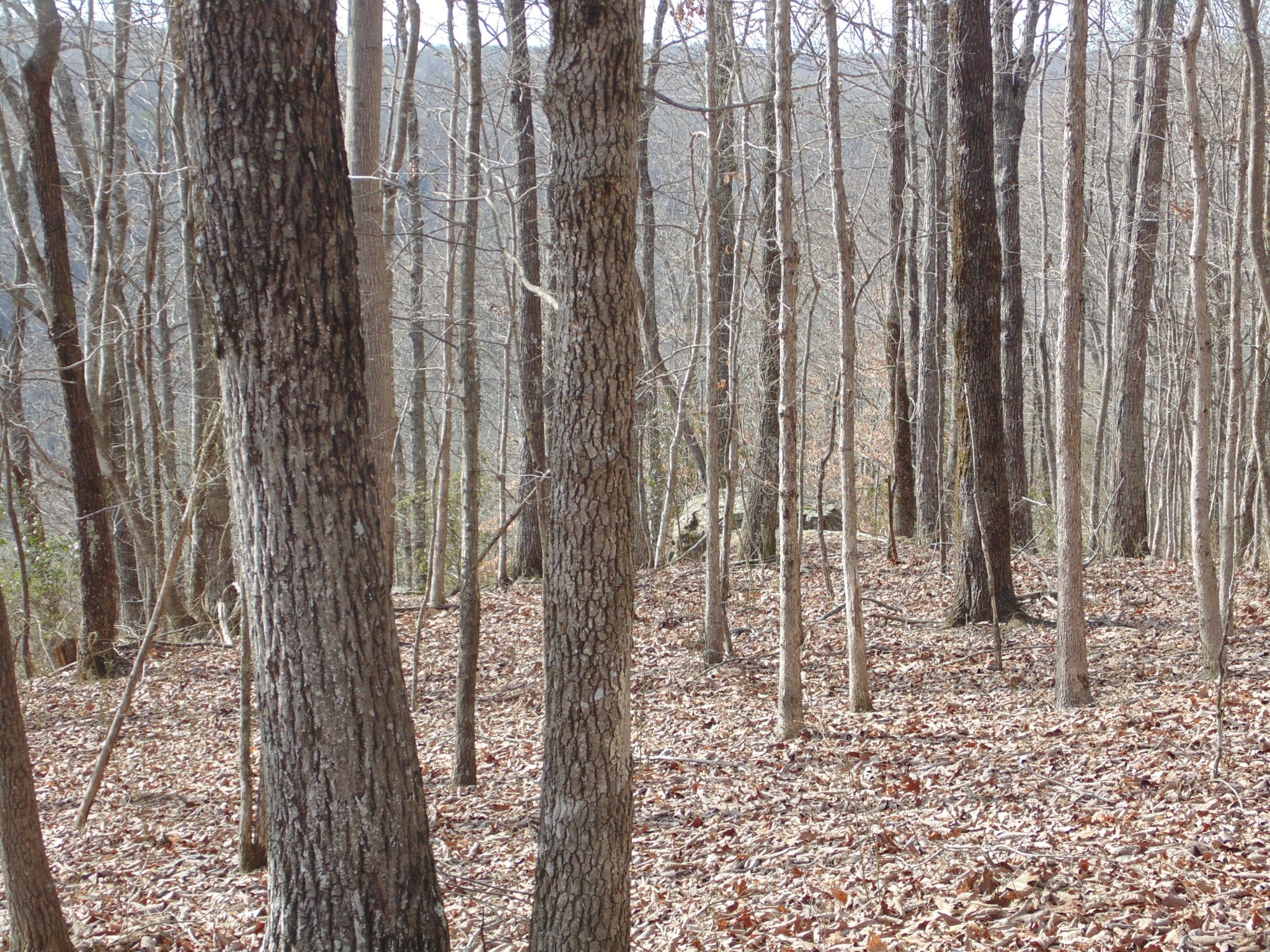 0 Nancy Wynn Road Sewanee, TN 37375 - Photo 15 of 16 Gallery Image 15