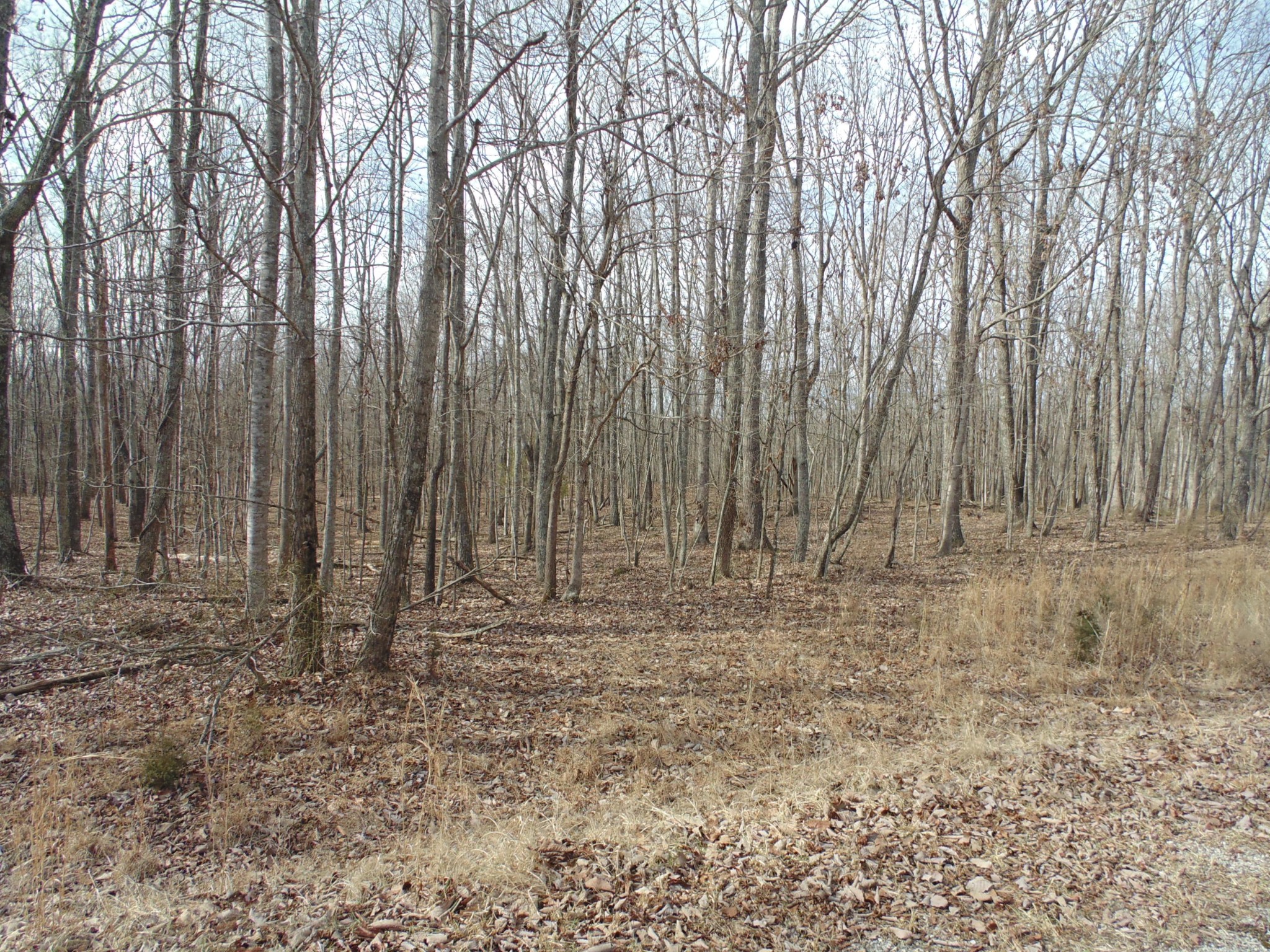0 Nancy Wynn Road Sewanee, TN 37375 - Photo 3 of 16 Gallery Image 3