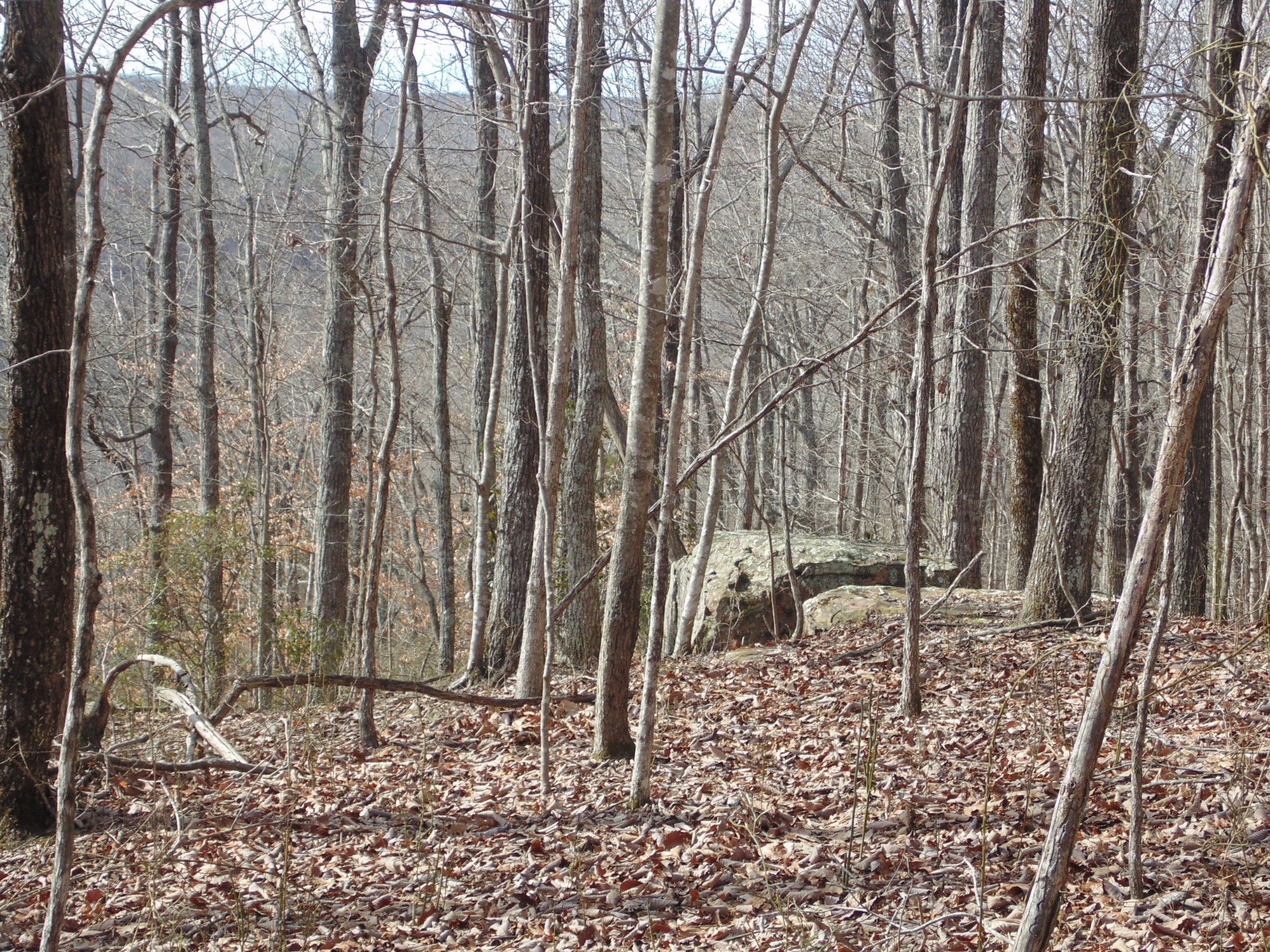 0 Nancy Wynn Road Sewanee, TN 37375 - Photo 4 of 16 Gallery Image 4