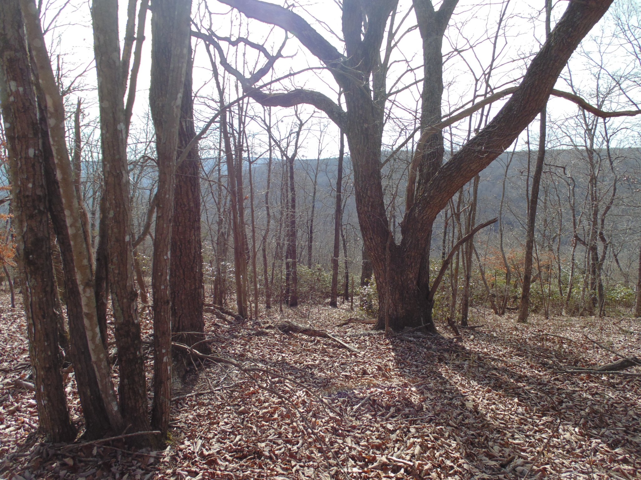 0 Nancy Wynn Road Sewanee, TN 37375 - Photo 5 of 16 Gallery Image 5