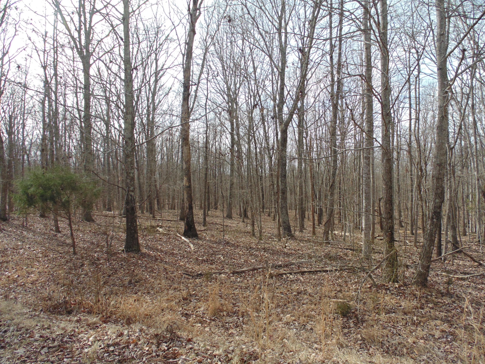 0 Nancy Wynn Road Sewanee, TN 37375 - Photo 6 of 16 Gallery Image 6