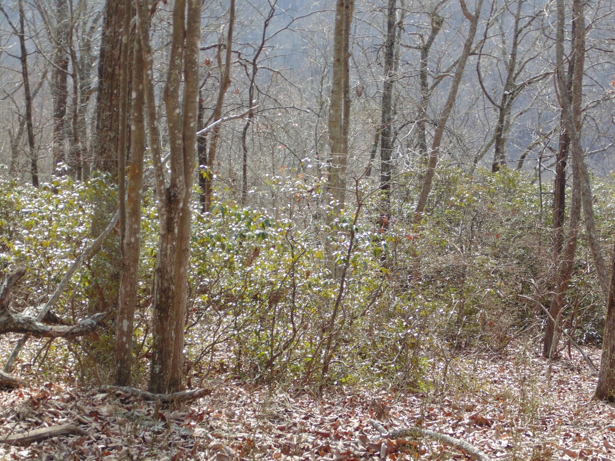 0 Nancy Wynn Road Sewanee, TN 37375 - Photo 7 of 16 Gallery Image 7
