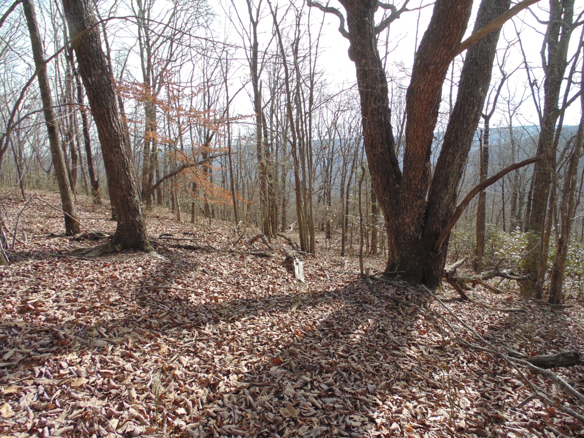 0 Nancy Wynn Road Sewanee, TN 37375 - Photo 9 of 16 Gallery Image 9