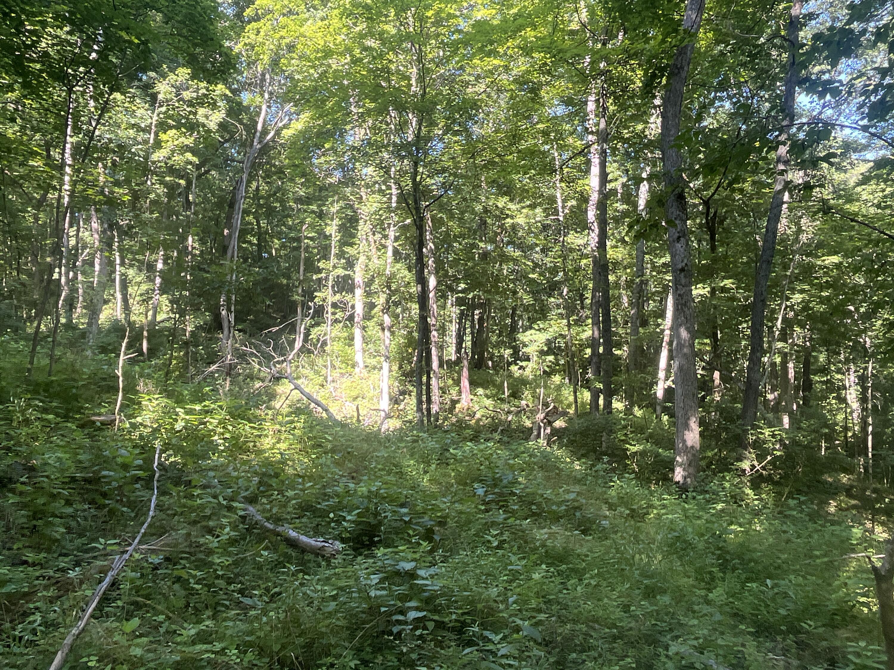 0 Stephen Young Road Camden, OH 45311 - Photo 29 of 69 IMG_6033