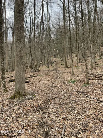 a view of a yard with trees