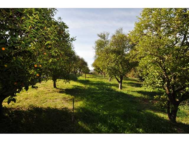 31105 Cole Grade Road Valley Center, CA 92082 - Photo 24 of 25 Lush green fruit groves
