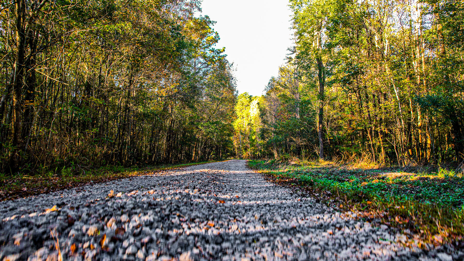 240 Groomsville Road Moncks Corner, SC 29461 - Photo 4 of 101 DV-114