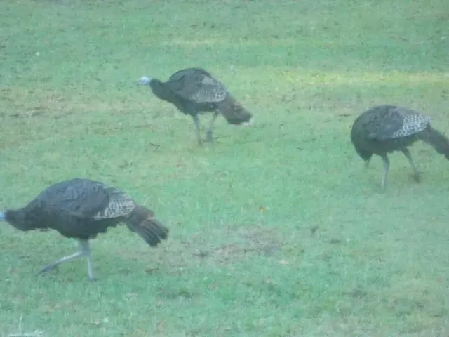 $1,200,000 | 240 Groomsville Road, Moncks Corner, SC 29461