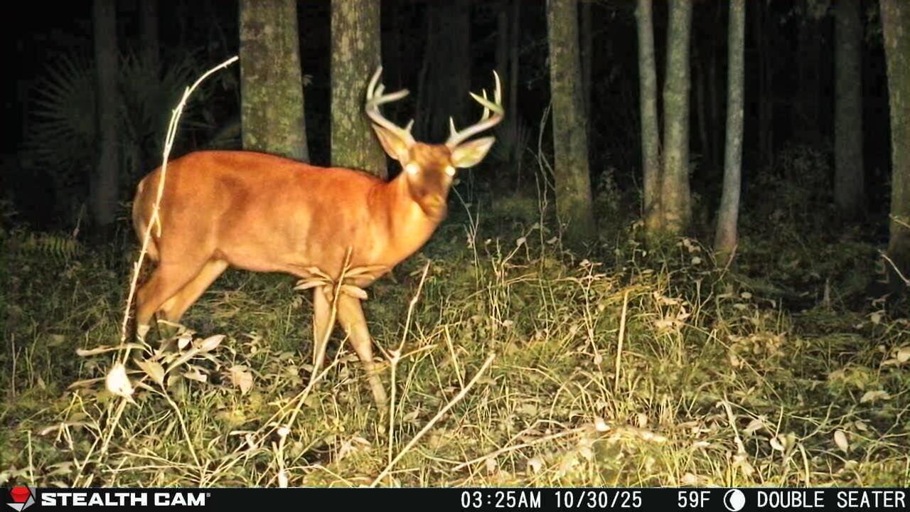 240 Groomsville Road Moncks Corner, SC 29461 - Photo 74 of 101 6204662449230179086