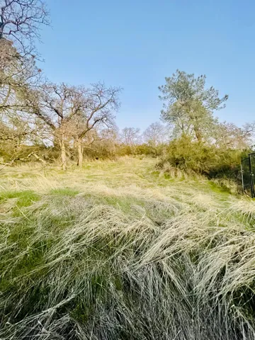 a view of a yard with a tree