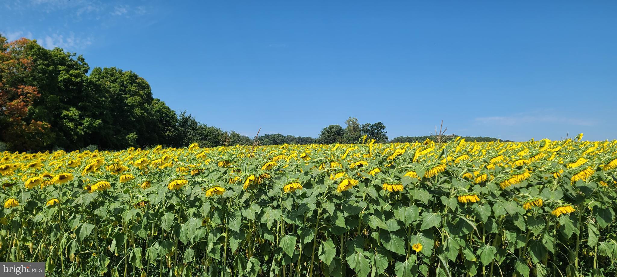 12525 Garrison Forest Road Owings Mills, MD 21117 - Photo 40 of 40 Maryland Hunt Country By-way
