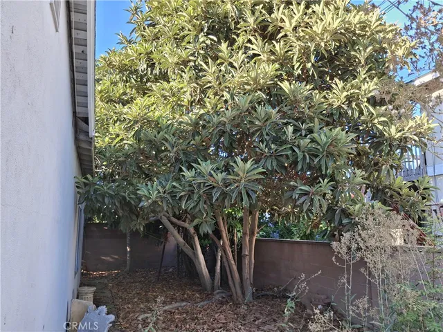 a view of a tree in a yard
