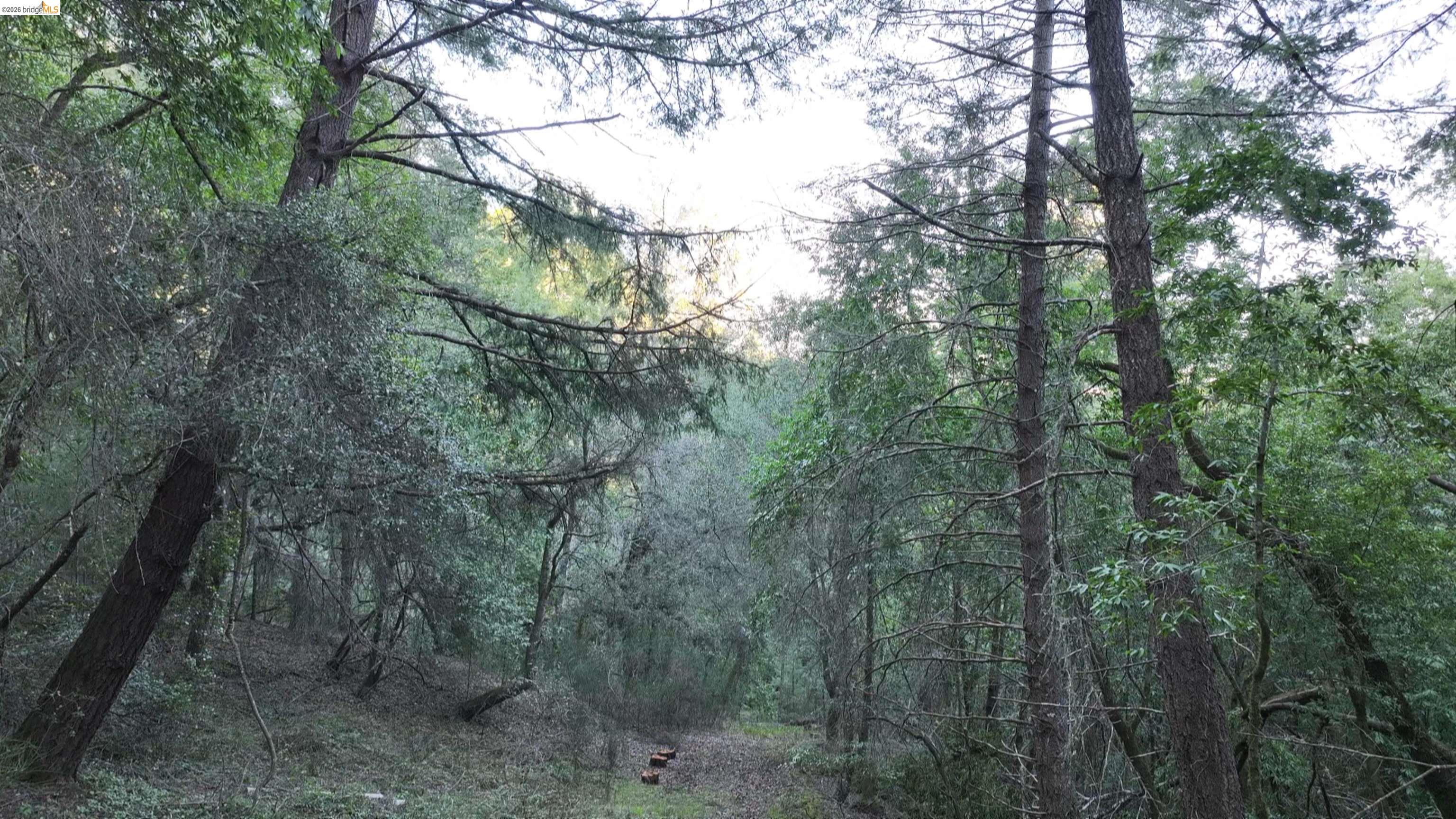 5051 Harrison Grade Road Sebastopol, CA 95472 - Photo 19 of 31 a view of a forest with a tree