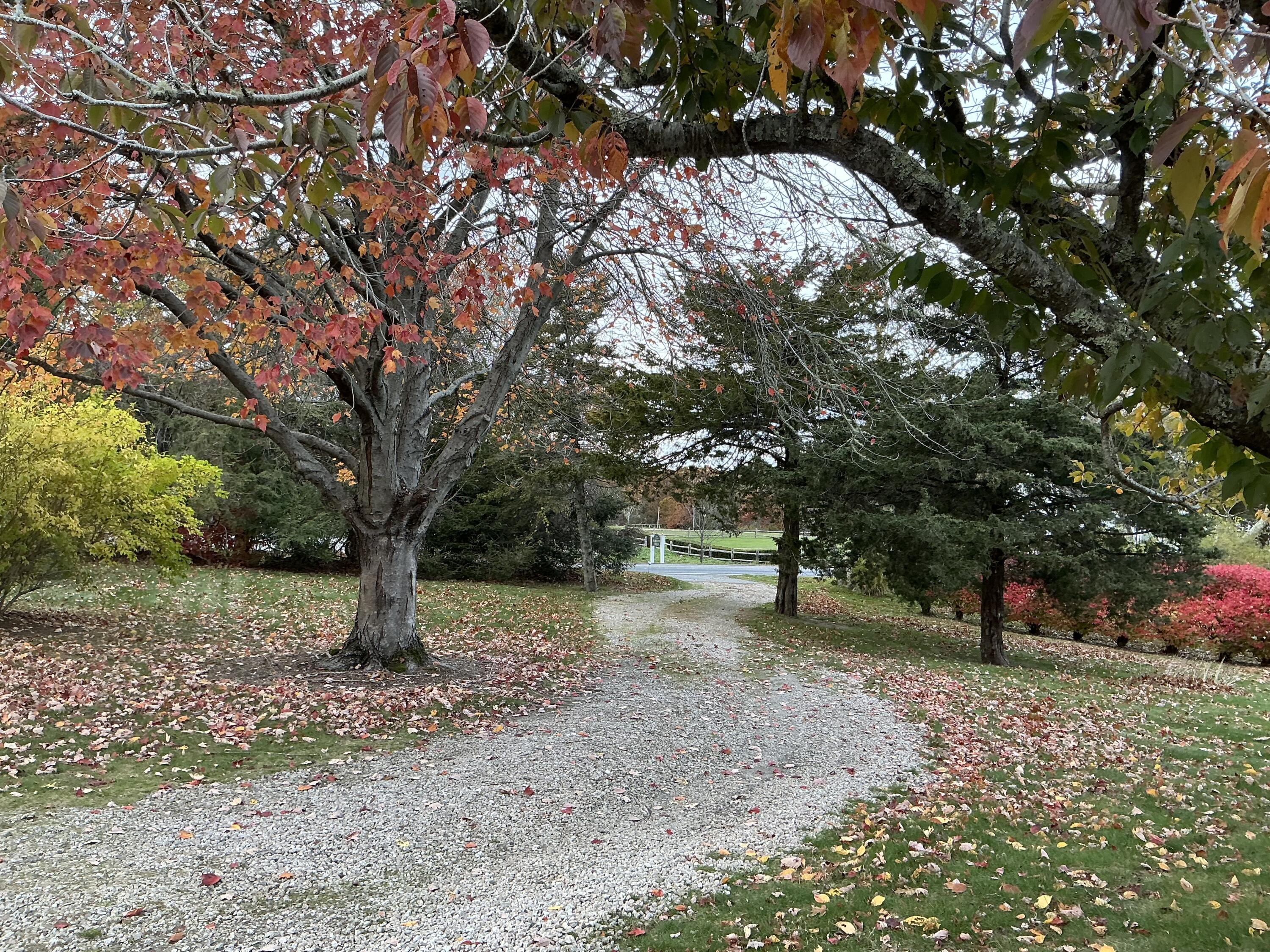 544 Cotuit Road Marstons Mills, MA 02648 - Photo 2 of 52 a view of some trees in the forest