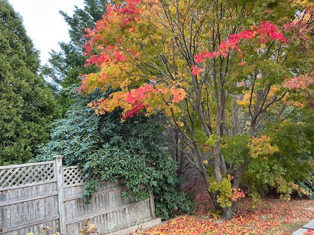 544 Cotuit Road Marstons Mills, MA 02648 - Photo 45 of 52 a picture of flowers