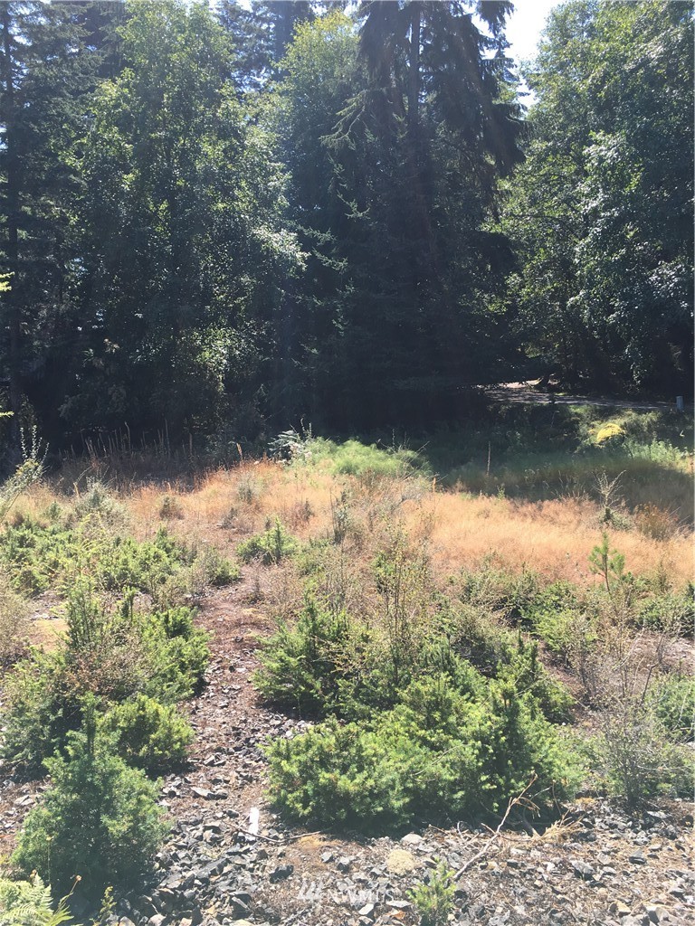 0 Raccoon Point Road Orcas Island, WA 98245 - Photo 4 of 10 Gallery Image 4