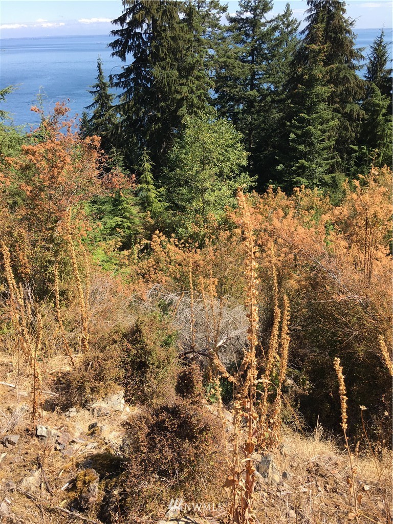 0 Raccoon Point Road Orcas Island, WA 98245 - Photo 6 of 10 Gallery Image 6