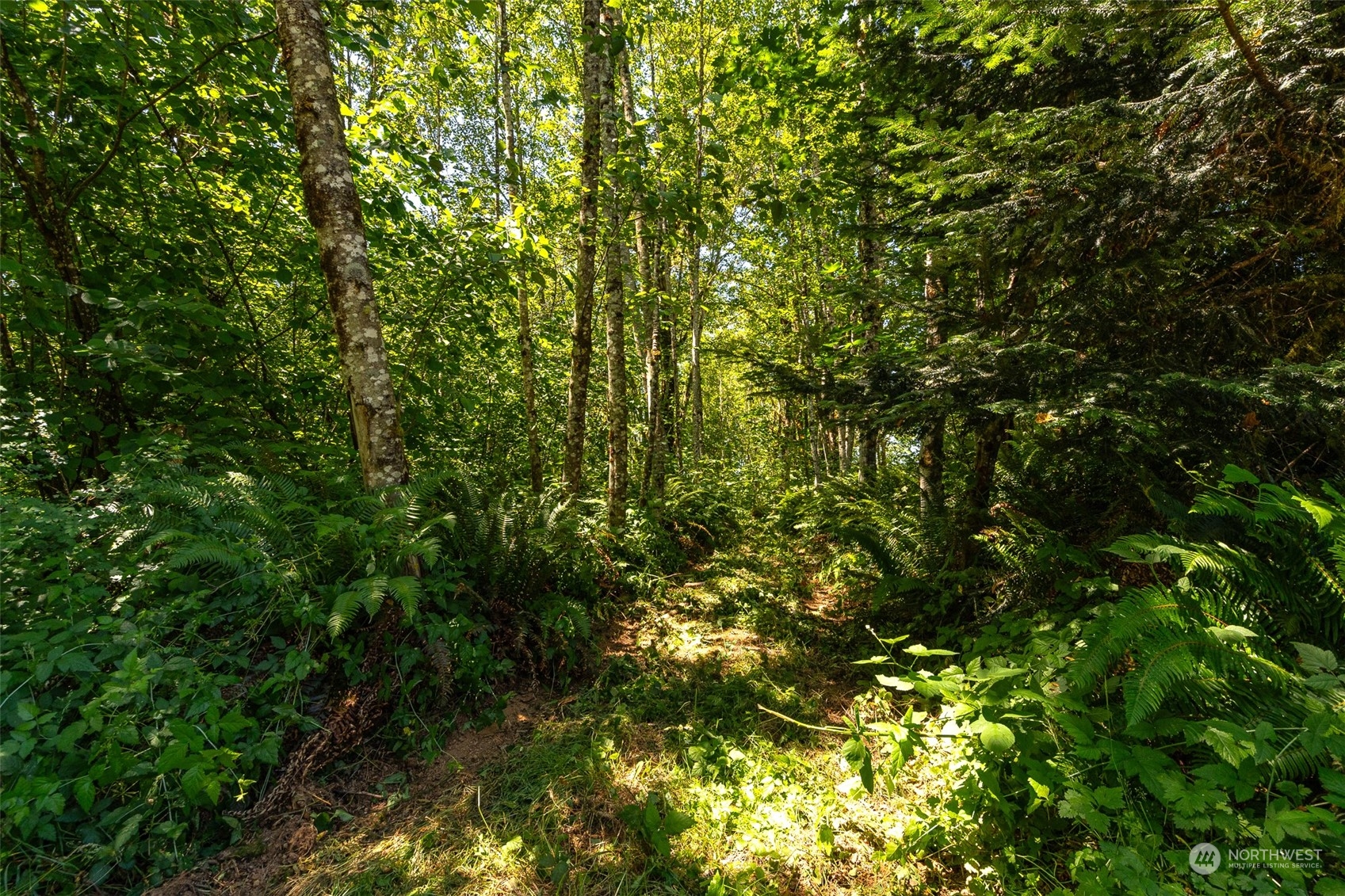 149 Knowles Road Winlock, WA 98596 - Photo 29 of 38 a view of a tree