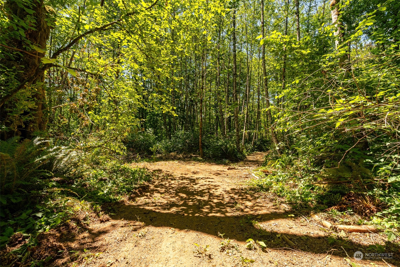 149 Knowles Road Winlock, WA 98596 - Photo 33 of 38 a view of a large yard with lots of trees