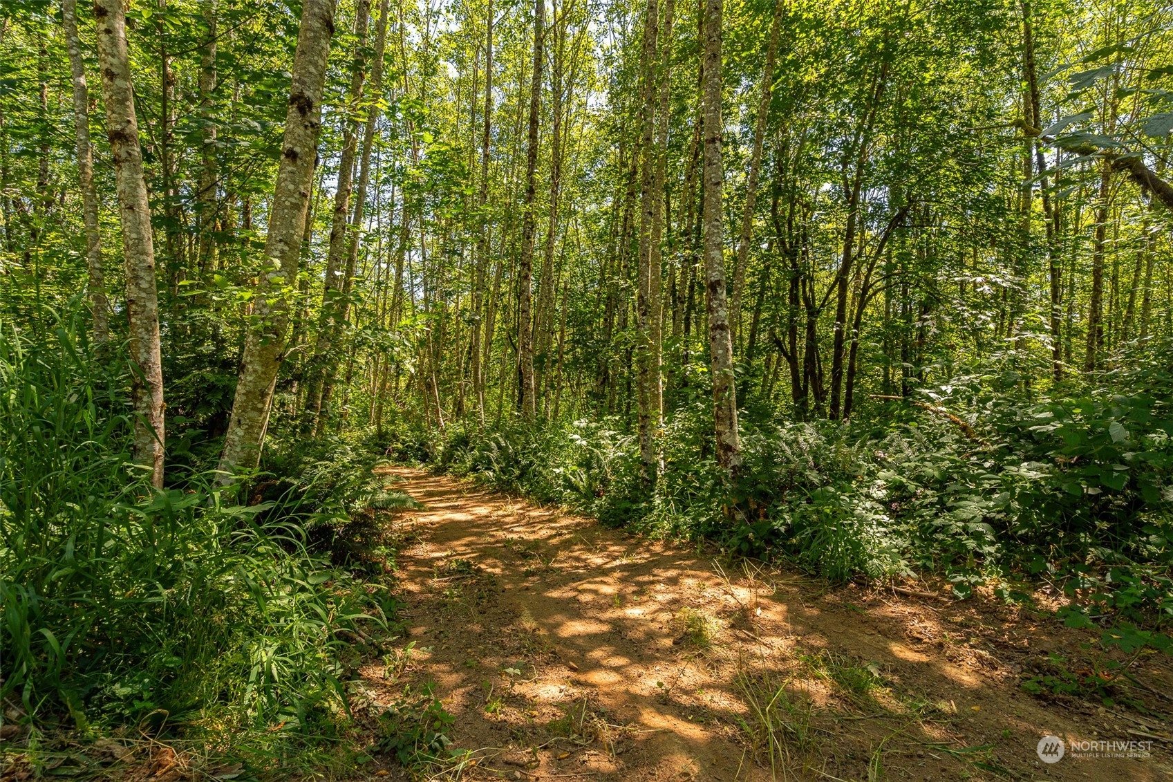 149 Knowles Road Winlock, WA 98596 - Photo 36 of 38 a view of a yard with plants and trees