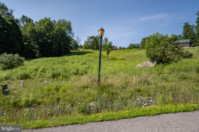 a view of a lush green space