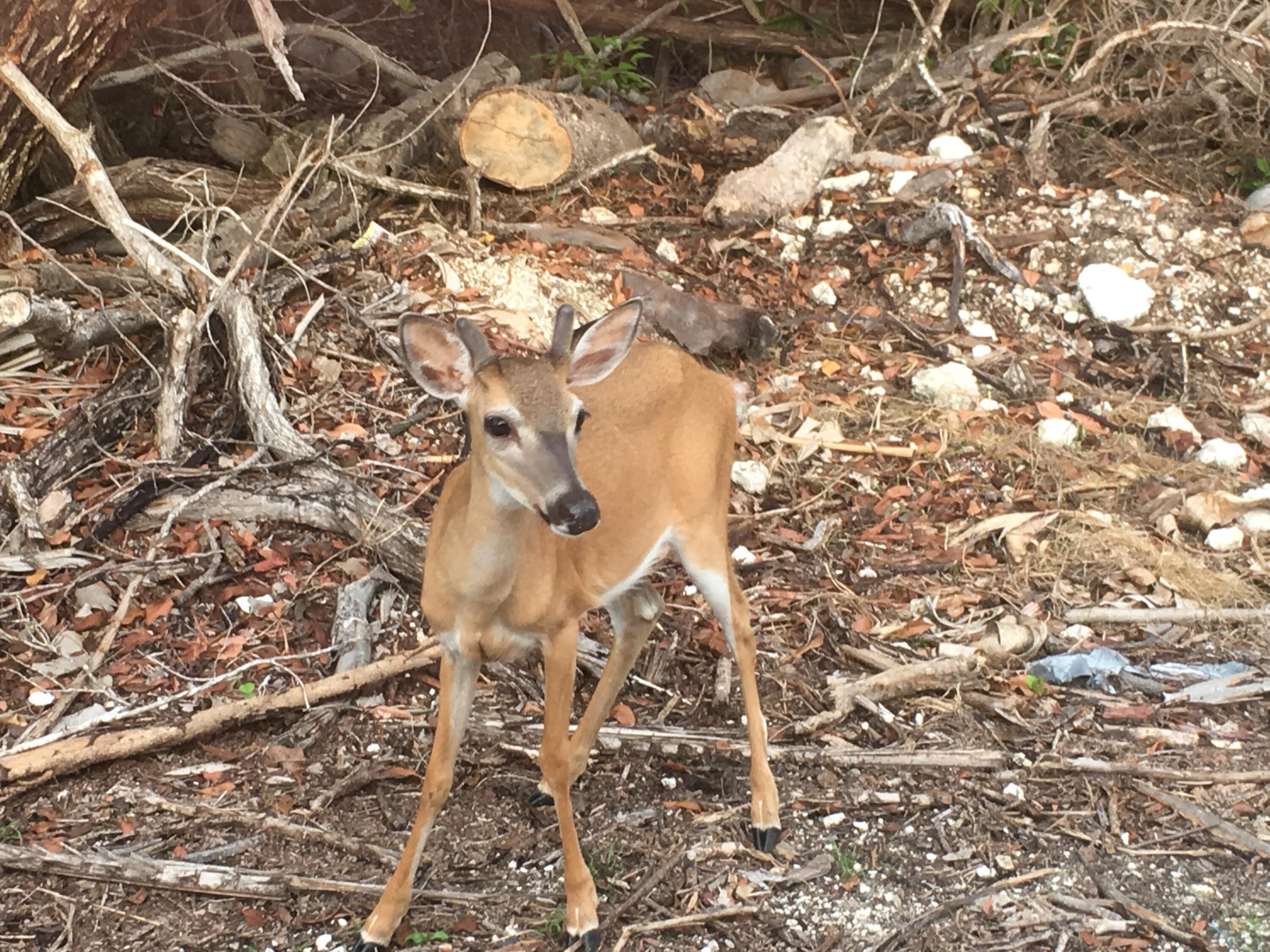 231 Pelican Lane Big Pine Key, FL 33043 - Photo 9 of 11 a picture of a window
