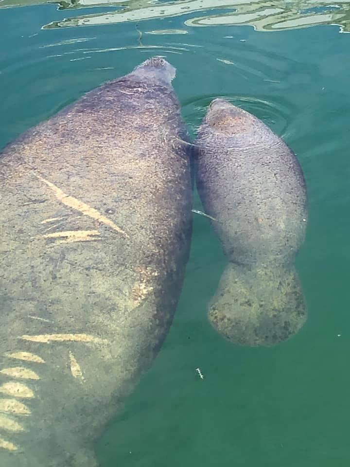 231 Pelican Lane Big Pine Key, FL 33043 - Photo 10 of 11 a view of a golf ground with large trees