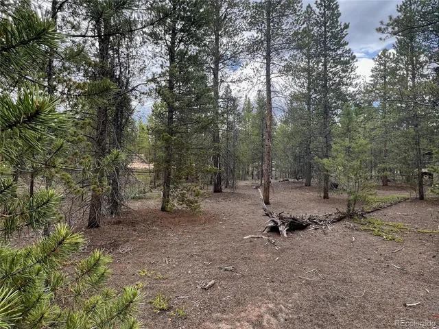 a view of a forest with trees in the background