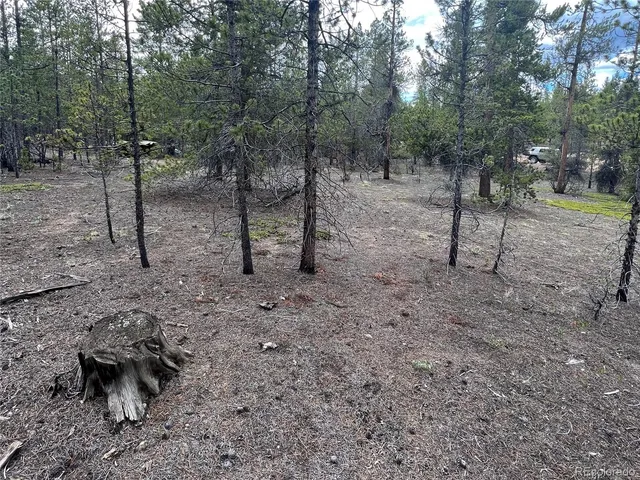 a view of a forest with trees in the background