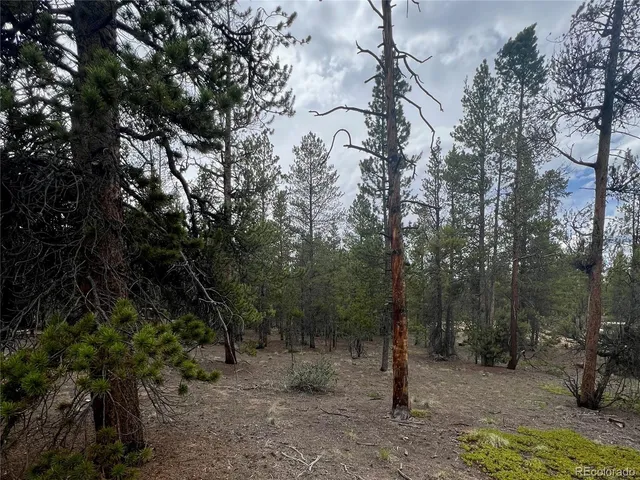 a view of a forest with trees