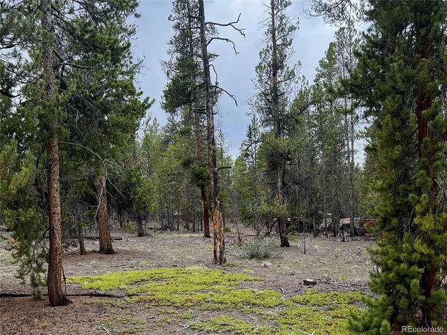 a view of a tree with a yard