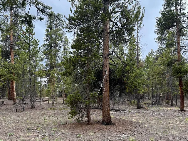 a pathway of a forest