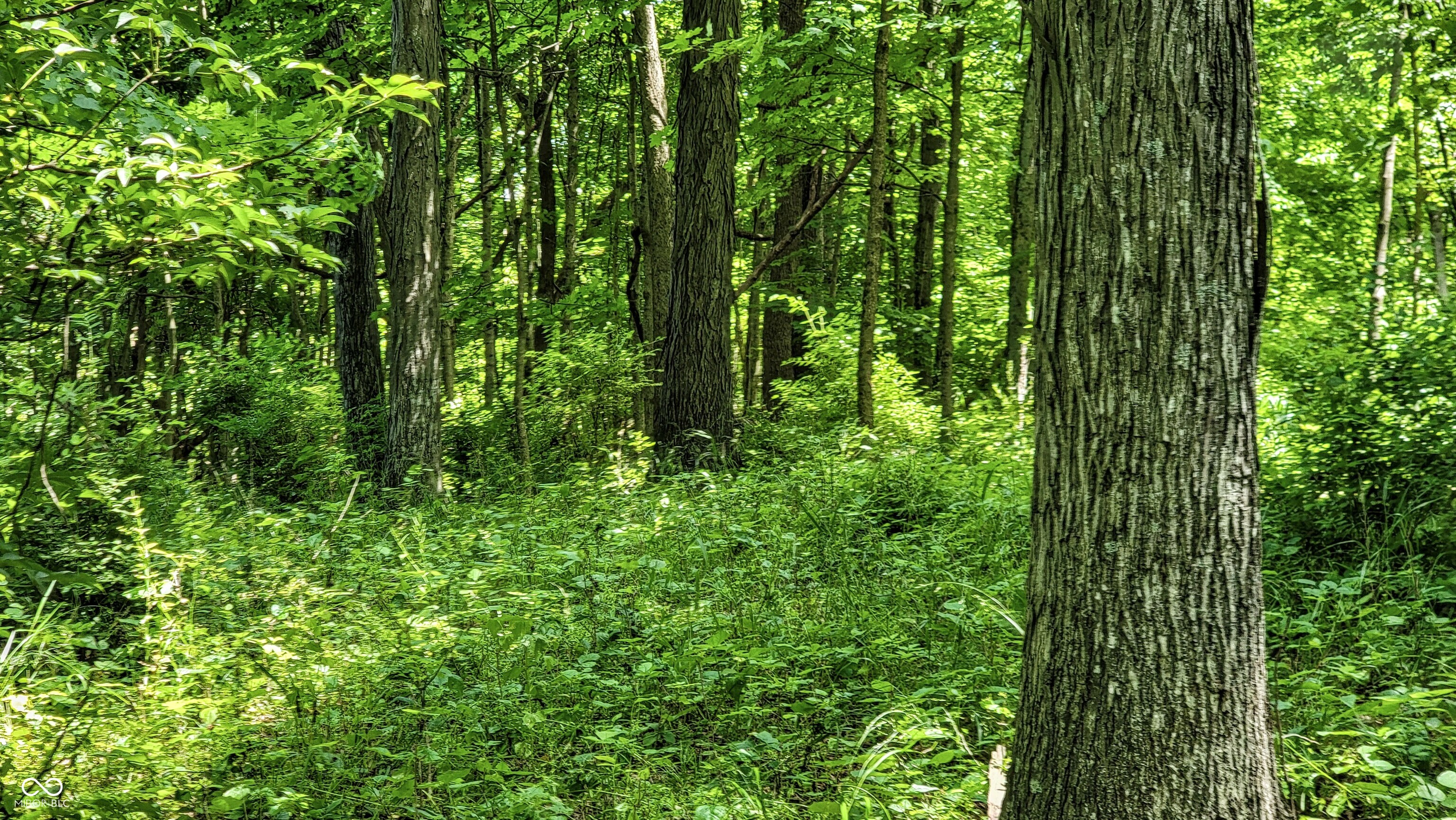 7778 Woods Ridge Road Dillsboro, IN 47018 - Photo 71 of 98