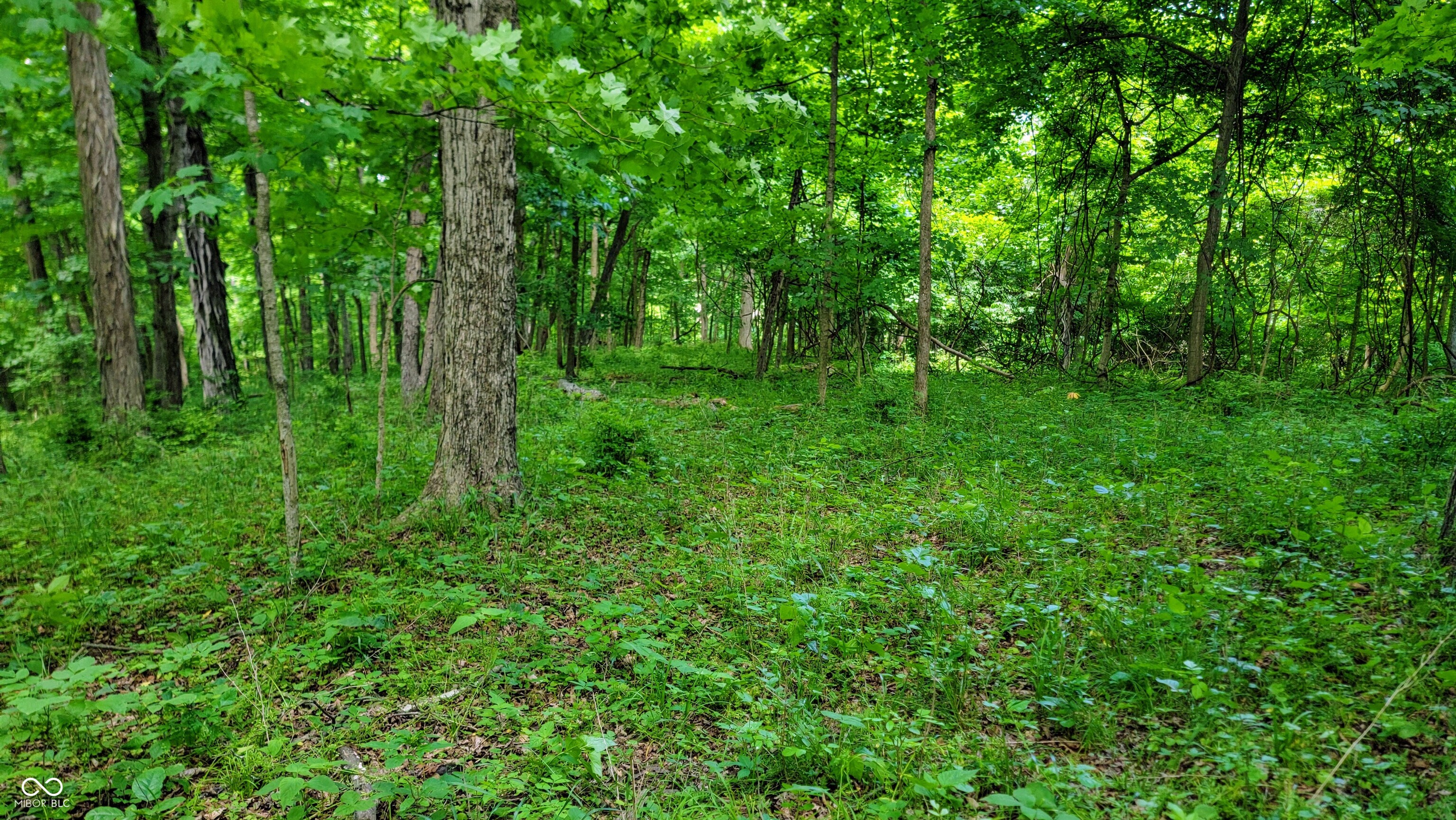 7778 Woods Ridge Road Dillsboro, IN 47018 - Photo 72 of 98