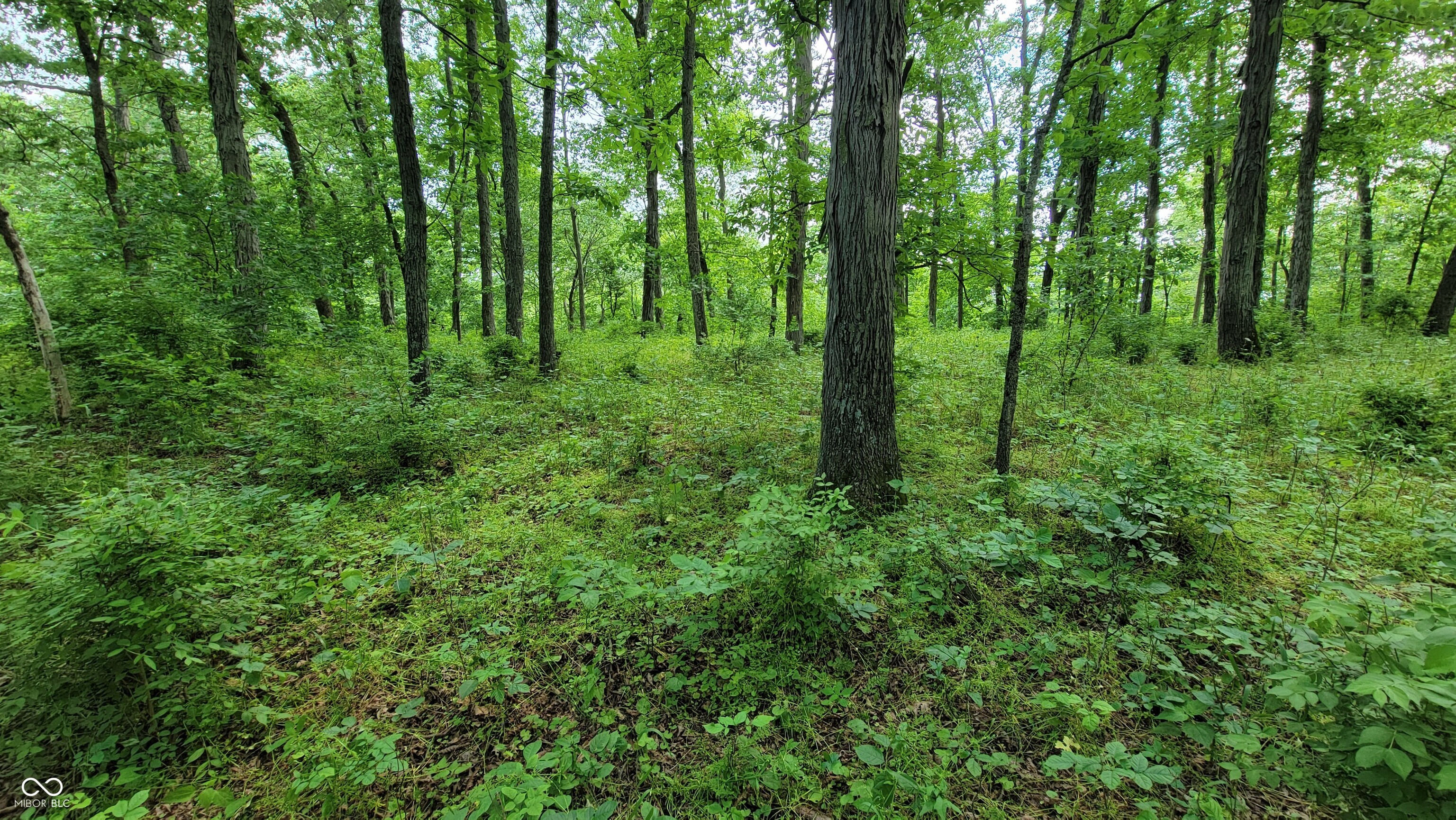 7778 Woods Ridge Road Dillsboro, IN 47018 - Photo 73 of 98