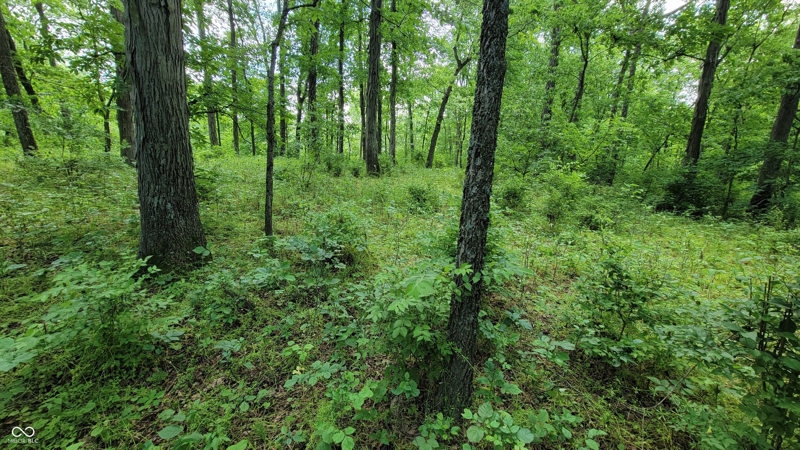 7778 Woods Ridge Road Dillsboro, IN 47018 - Photo 74 of 98