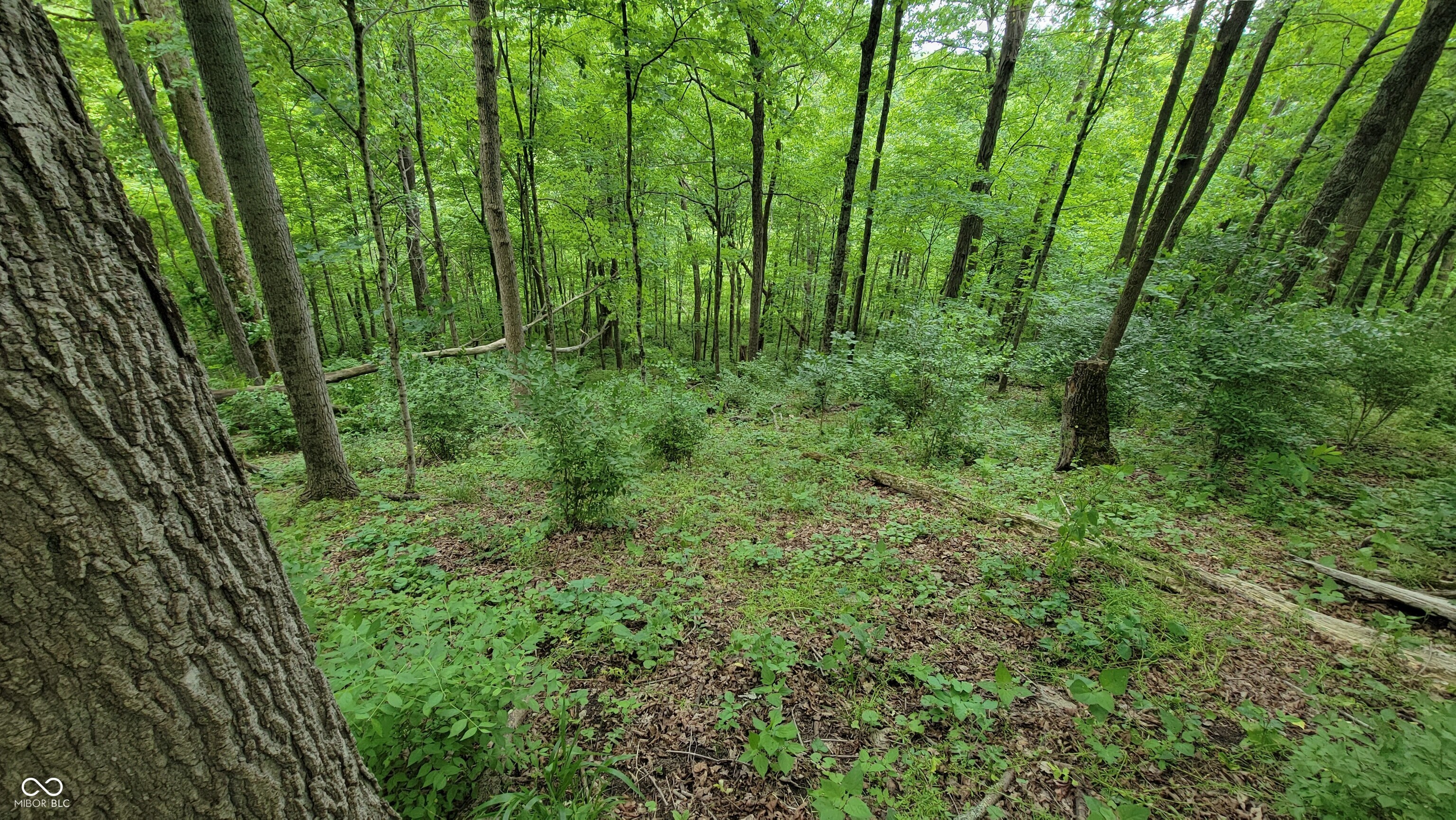 7778 Woods Ridge Road Dillsboro, IN 47018 - Photo 79 of 98