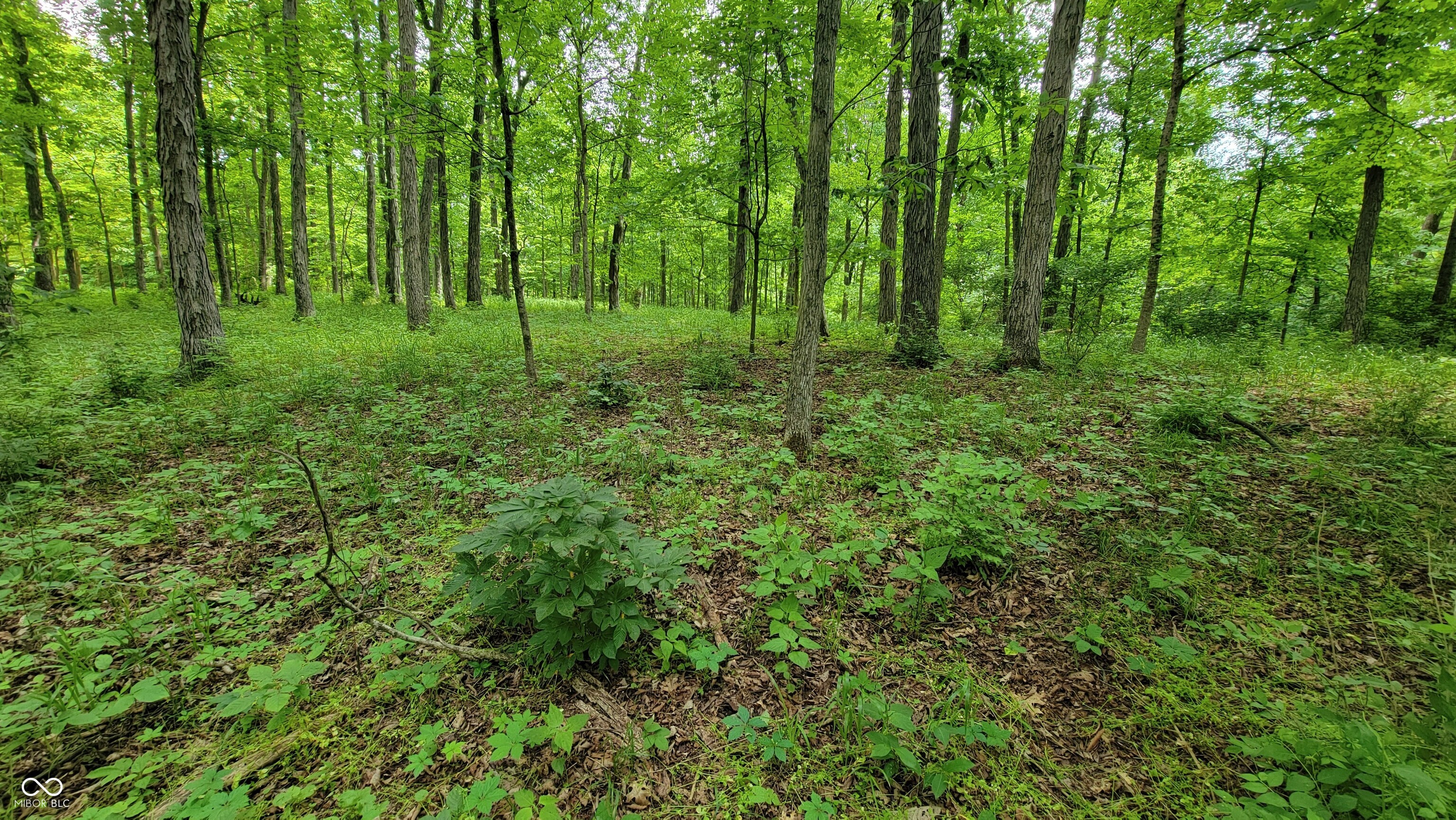 7778 Woods Ridge Road Dillsboro, IN 47018 - Photo 85 of 98