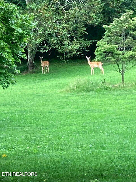 174 Highland Springs Road Rutledge, TN 37861 - Photo 54 of 59 Deer