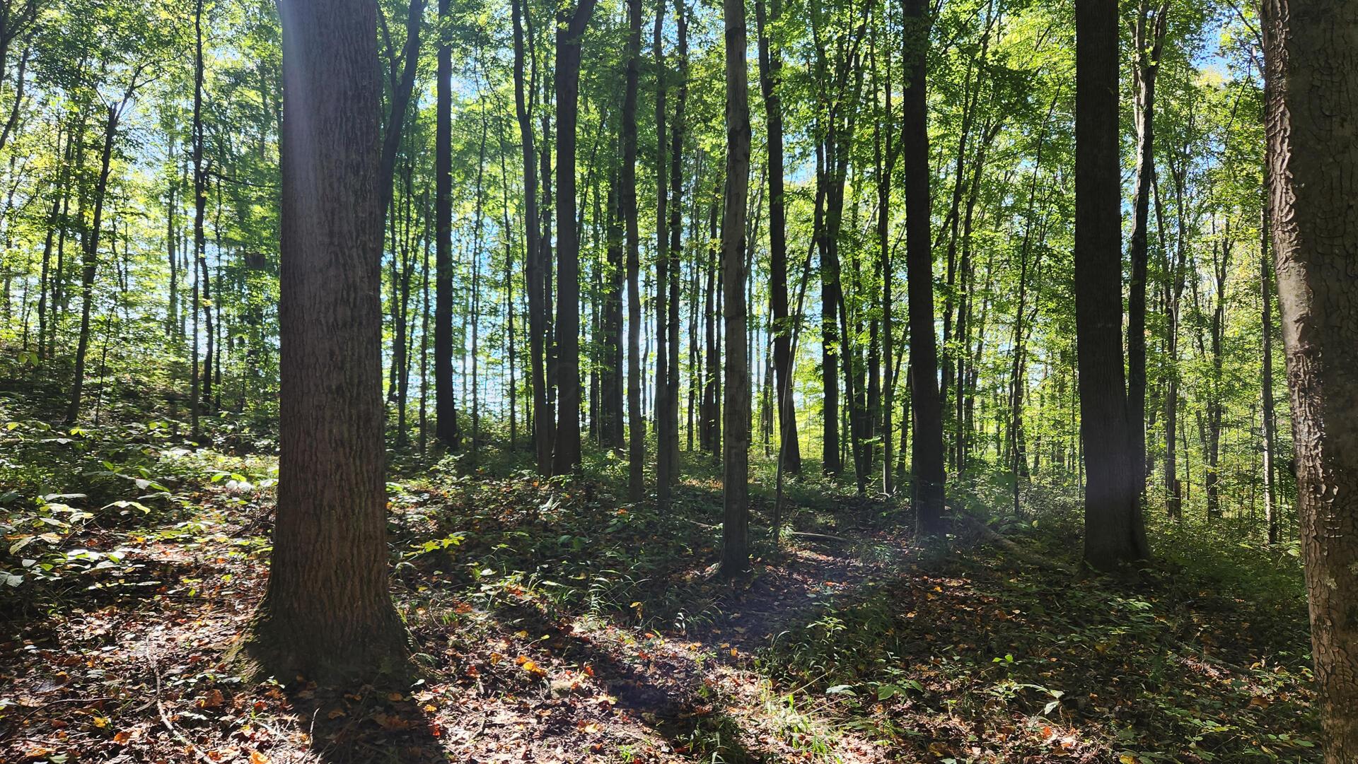 871 Poplar Ridge Road, Unit PONDS POPLAR RIDGE TRACT 13) Gallipolis, OH 45631 - Photo 11 of 36 CT-11