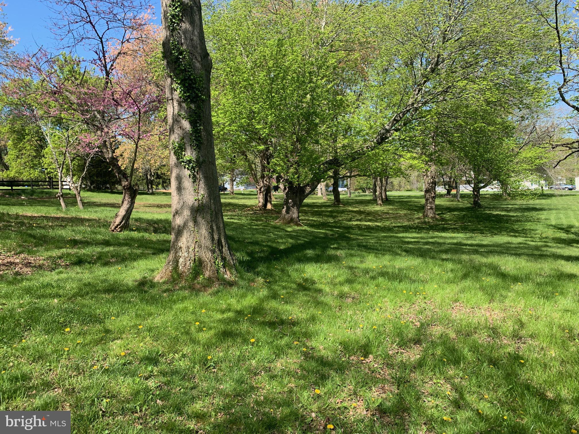 9267 Patrick Street Upperville, VA 20184 - Photo 9 of 43 Large front yard with many mature trees