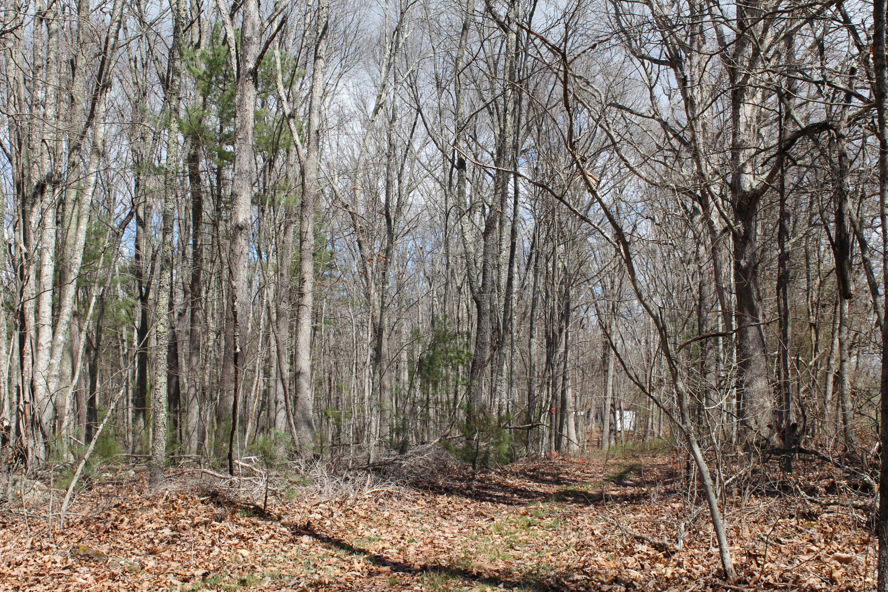 War Ridge Road Ballard, WV 24918 - Photo 4 of 7 Gallery Image 4